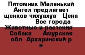 Питомник Маленький Ангел предлагает щенков чихуахуа › Цена ­ 10 000 - Все города Животные и растения » Собаки   . Амурская обл.,Архаринский р-н